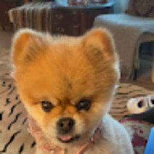 Meet your Posher, Steve